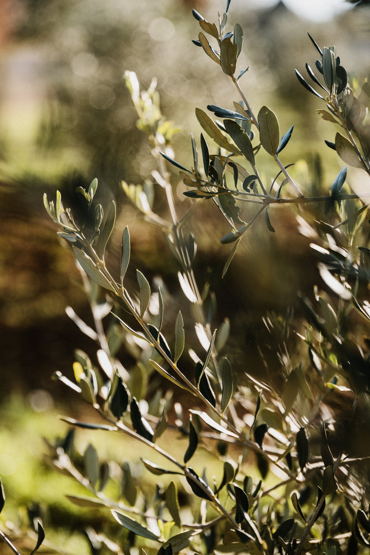 Perchè utilizzare l'olio extra verine di oliva?